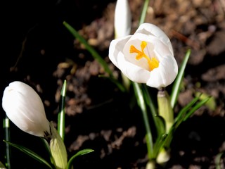 white crocus on a sunny day on the flowerbed. green young leaves and white bloom of crocus growing...