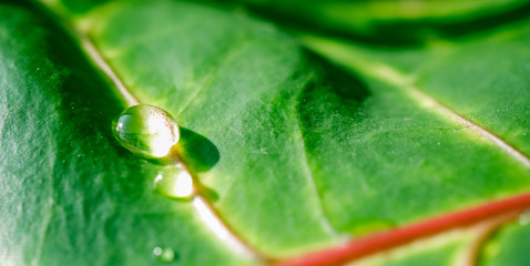 Abstract green background. Macro Croton plant leaf with water drops. Natural backdrop © OLAYOLA