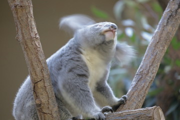 コアラ