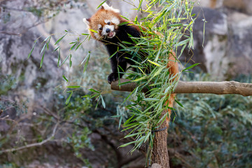 レッサーパンダ