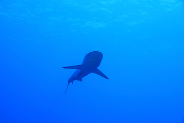 Grey reef shark