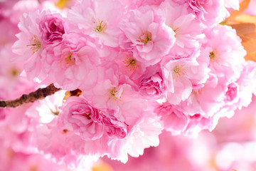 Tenderness. Branch of sakura. Perfumery concept. Sakura flowers. Sakura flowers on background close up. Floral backdrop. Botanical garden concept. Tender bloom. Aroma and fragrance. Spring season