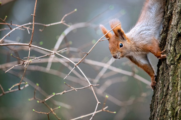 Curious red squirrel - wiewiórka - 330954447