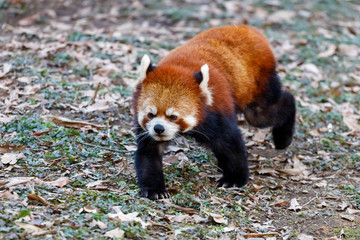 レッサーパンダ