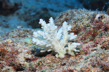 Dying stony coral
