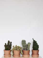 Cacti stand on a shelf in ceramic pots. On a white wall background.