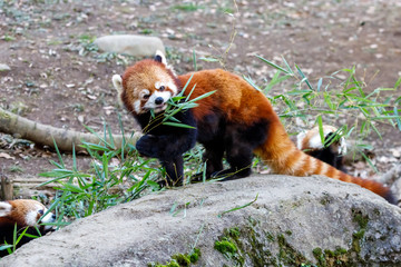 レッサーパンダ