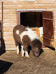 Little brown pony horse with a white spots in the paddock on the farm
