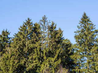 Tall green spruce branches with cones on a background of blue sky