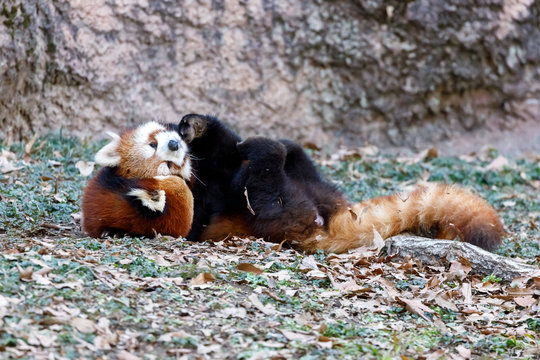 Ailuridae Bilder Durchsuchen 744 Archivfotos, und