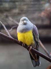 Yellow footed green pigeons sitting on a branch