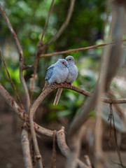 two diamond doves sitting on a branch
