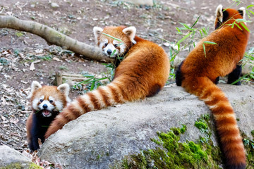 レッサーパンダ