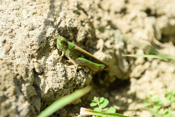 Grasshopper insect on grass in garden outdoor, park green background cricket animal macro close up wild