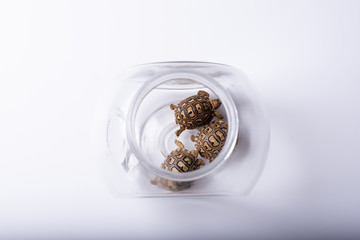 tortugas africanas recien nacidas en una jarra de cristal sobre fondo blanco