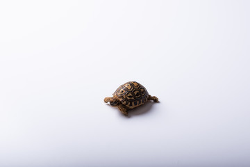 tortugas recien nacidas sobre un fondo blanco