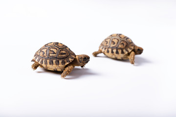 tortugas recien nacidas sobre un fondo blanco