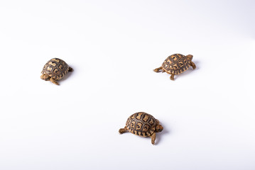 tortugas recien nacidas sobre un fondo blanco