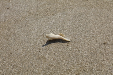 A twisted shell on a beach
