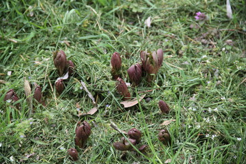 Emerging peony growing leaves during springtime