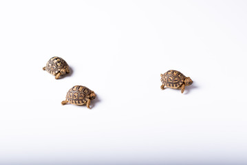 tortugas recien nacidas sobre un fondo blanco