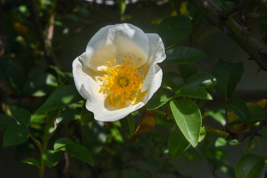 ドッグローズ Photos Royalty Free Images Graphics Vectors Videos Adobe Stock