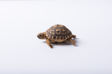 tortugas recien nacidas sobre un fondo blanco