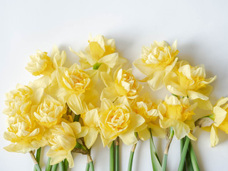 Botanical floral border of spring seasonal flowers - daffodil narcissus on white background. Top view. copy space