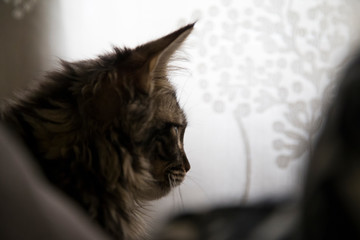 Portrait of a cat in profile.