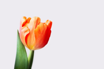 Fototapeta premium One fragile orange tulip. Concept of spring, Women's Day, Mother's Day, 8 March, the holiday greetings. Copy space.