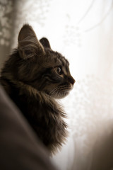 Portrait of a maine coon cat in profile.