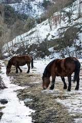 Pirineos