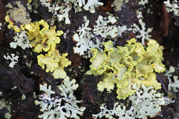  Vulpicida pinastri, commonly called the Powdered Sunshine Lichen