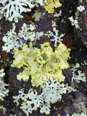  Vulpicida pinastri, commonly called the Powdered Sunshine Lichen