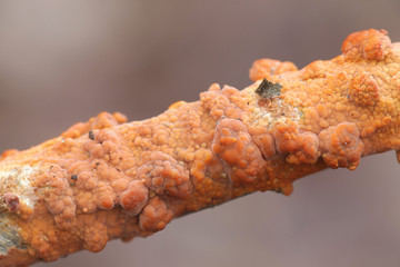 Peniophora incarnata, known as the rosy crust, wild fungus from Finland