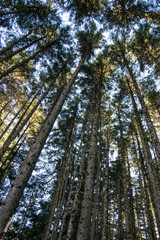 Obraz premium Pirineos