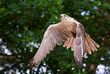 Saker falcon in flight (Falco cherrug), Falconry