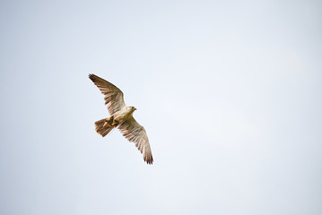 Saker falcon in flight (Falco cherrug), Falconry