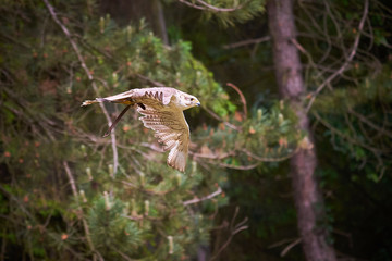 Saker falcon in flight (Falco cherrug), Falconry