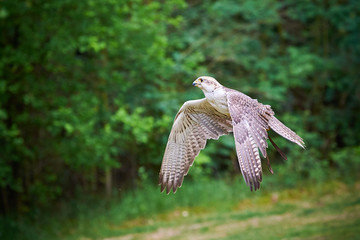 Saker falcon in flight (Falco cherrug), Falconry