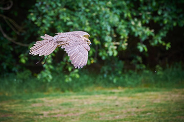 Saker falcon in flight (Falco cherrug), Falconry