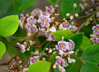 close up  red to purple flowers of carambola or other names star fruit and five corner which has , colors of flowers are white with red to purple. it is a small tree or shrub