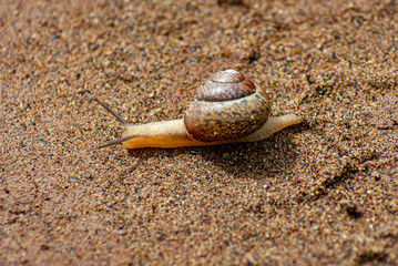 Movement of a snail on the yellow river sand, close- up