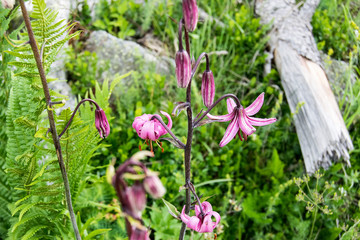 Pirineos