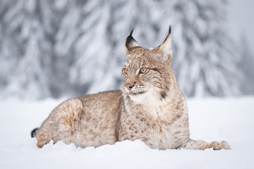 Young Eurasian lynx on snow. Amazing animal, walking freely on snow covered meadow on cold day. Beautiful natural shot in original and natural location. Cute cub yet dangerous and endangered predator. © janstria