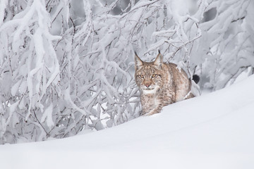 Young Eurasian lynx on snow. Amazing animal, walking freely on snow covered meadow on cold day. Beautiful natural shot in original and natural location. Cute cub yet dangerous and endangered predator. © janstria