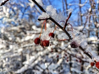 red berries in winter