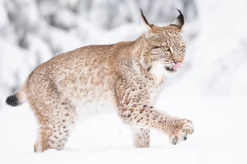 Fotobehang Lynx Jonge Euraziatische lynx op sneeuw. Geweldig dier, vrij wandelen op besneeuwde weide op koude dag. Mooie natuurlijke opname op originele en natuurlijke locatie. Leuke welp maar toch gevaarlijk en bedreigd roofdier.  © janstria