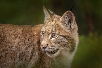 Amazing young Eurasian lynx in autumn colored forest. Beautiful and majestic animal. Dangerous, yet endangered. Fluffy, focused and tiger-like expression. Pure natural wonder.