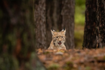 Amazing young Eurasian lynx in autumn colored forest. Beautiful and majestic animal. Dangerous, yet endangered. Fluffy, focused and tiger-like expression. Pure natural wonder.